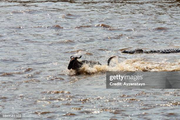 nile crocodile attack in mara river at wildebeest great migration - wildebeest stock pictures, royalty-free photos & images