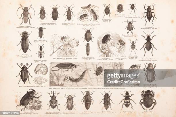 ilustraciones, imágenes clip art, dibujos animados e iconos de stock de grabado diferentes insectos beetles de ° 1878 - mariquita