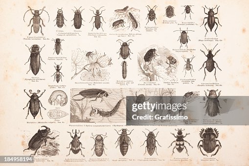 Insect Inprints Engraving Different Insects Beetles From 1878 High-Res Vector Graphic ...