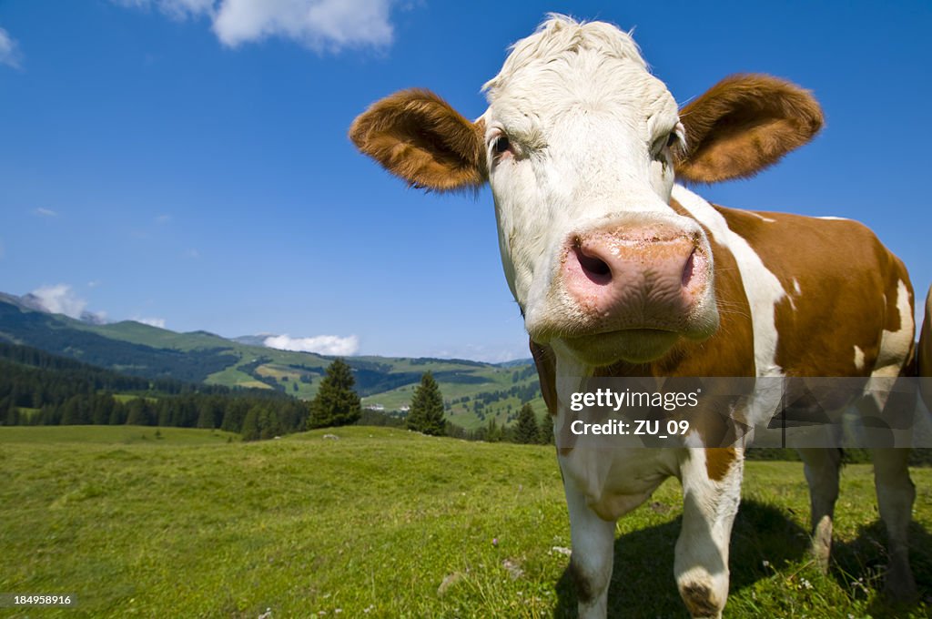 Vaca nas montanhas