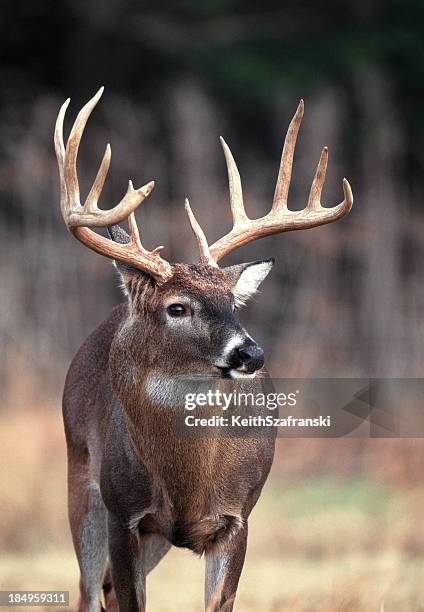 whitetail buck portrait - witstaarthert stockfoto's en -beelden