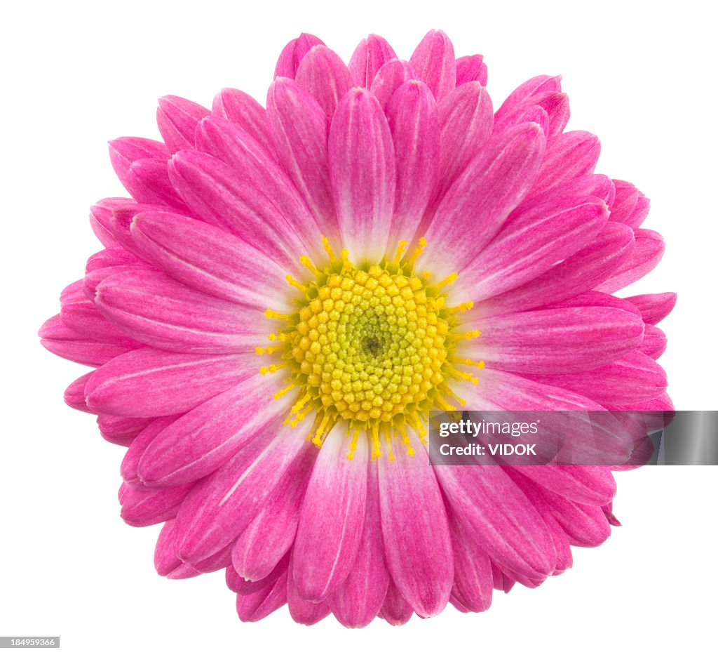 Chrysanthemum