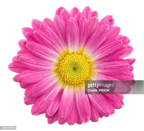 chrysanthemum - flowers isolated stock pictures, royalty-free photos & images