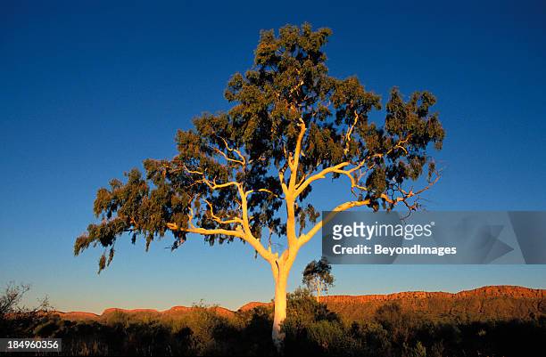 elegant ghost gum dominates landscape at sunset - ghost gum tree stock pictures, royalty-free photos & images