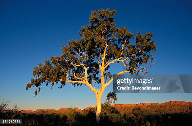 images of ghost gums elegant ghost gum dominates landscape at sunset - ghost gum tree stock pictures, royalty-free photos & images