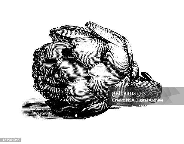 globe artischocke/antik kulinarische illustrationen - artichoke stock-grafiken, -clipart, -cartoons und -symbole