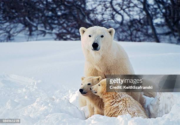orso polare con cubs - cub foto e immagini stock