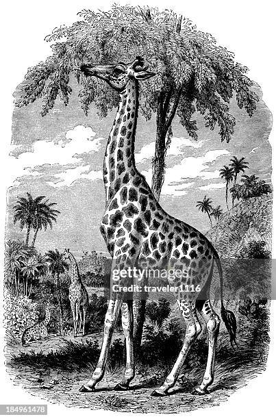 illustrations, cliparts, dessins animés et icônes de girafes - girafe