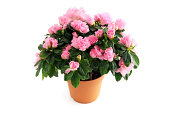 flower pot of pink Azalea (Rhododendron) on isolated background