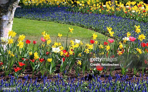 springtime in a park - tulips and daffodils stock pictures, royalty-free photos & images