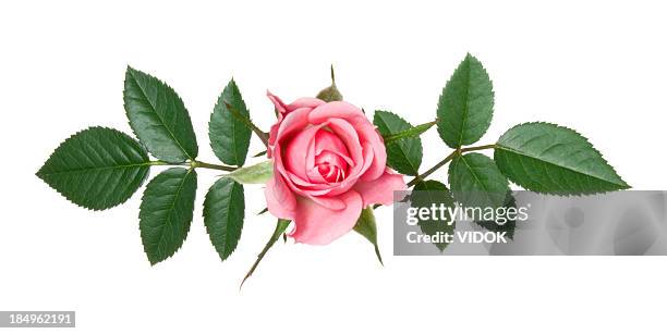 rose. - rose leaf stock pictures, royalty-free photos & images