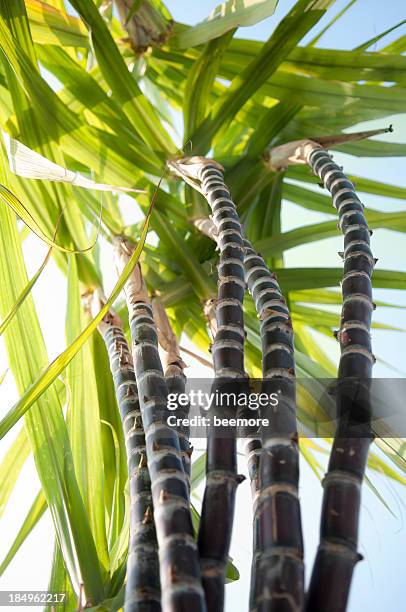 sugar cane from below - sugar cane stock pictures, royalty-free photos & images