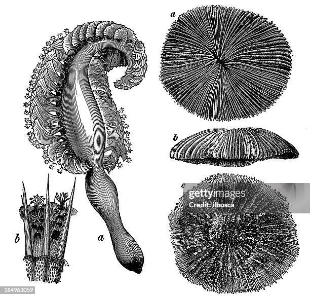 sea pen (pennatula rubra) - sea pen stock illustrations