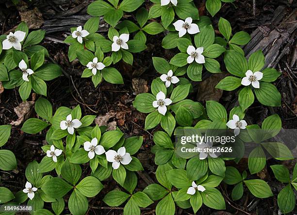 dwarf dogwood in bloom - bunchberry cornus canadensis stock pictures, royalty-free photos & images