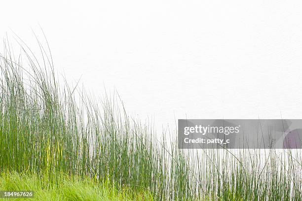 tall grass at water's edge - marram grass stock pictures, royalty-free photos & images