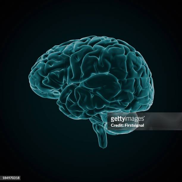 cerebro humano estilo de rayos x - superficie lateral fotografías e imágenes de stock