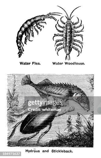 Freshwater creatures (Victorian engravings 1880) Freshwater creatures (Victorian engravings 1880)