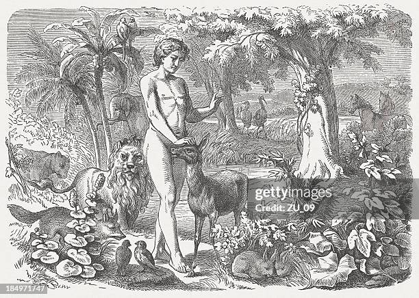 genesis (genesis 2, 19-20), wood engraving, published in 1877 - the creation stock illustrations