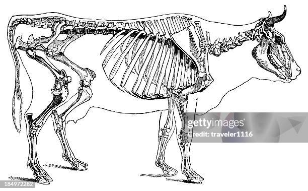Cow Rib Skeleton Cow Skeleton Photos and Premium High Res Pictures - Getty Images