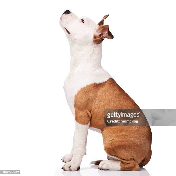 american staffordshire terrier obedience training - pets isolated stock pictures, royalty-free photos & images