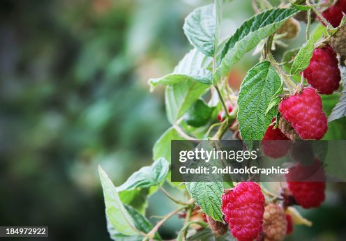 Branch loaded with Ripe Red Raspberries Branch loaded with Ripe Red Raspberries
