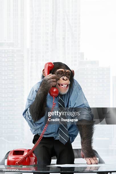 male chimpanzee in business clothes - office monkey stock pictures, royalty-free photos & images