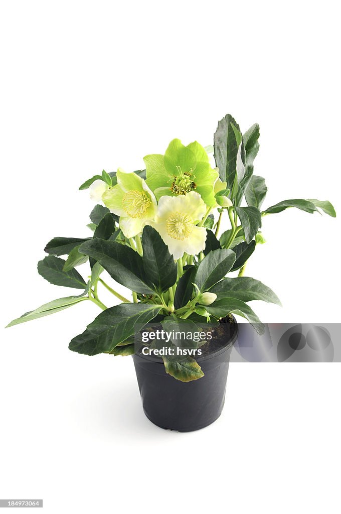 Christmas rose (Helleborus niger) with buds in flower pot