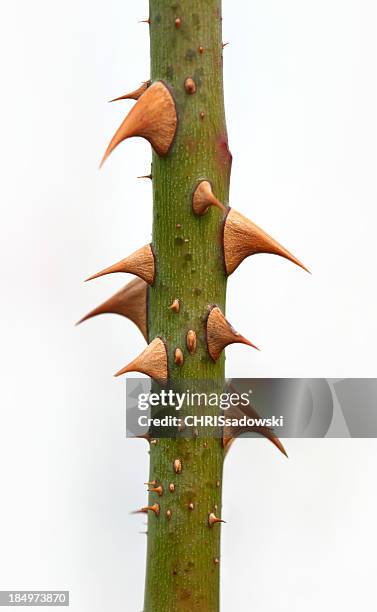 close-up of a rose branch with thorns isolated on white - scherp stockfoto's en -beelden