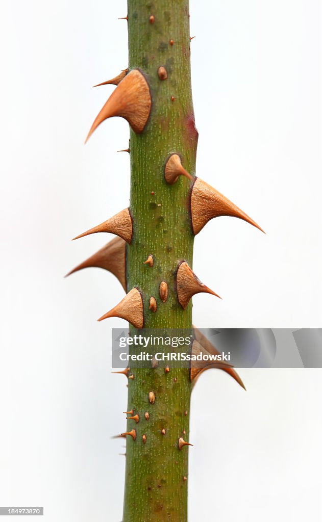 Close-up of a rose branch with thorns isolated on white