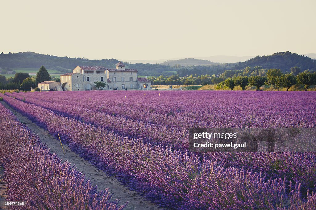 A field of lavender plants in rows