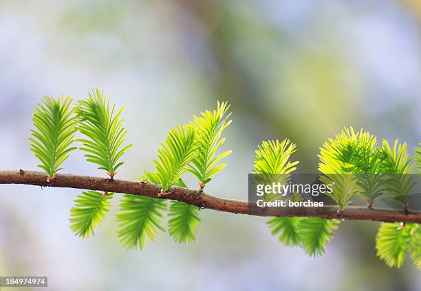 metasequoia - sequoiabaum stock-fotos und bilder