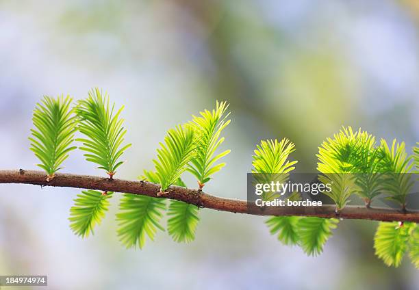 metasequoia - sequoia stockfoto's en -beelden