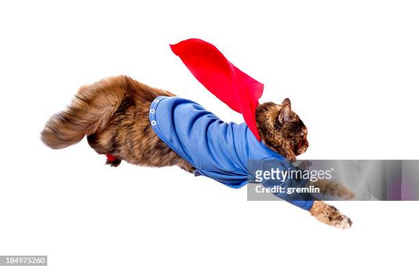 supercat in flying action - animal themes stock pictures, royalty-free photos & images