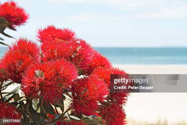 pohutukawa flowers over beach - pohutukawa flower stockfoto's en -beelden