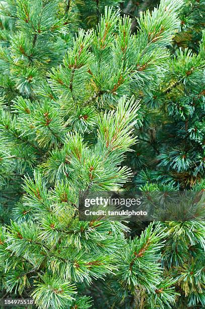 montanha pine - pinus mugo - fotografias e filmes do acervo