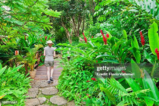 andromeda botanic gardens, barbados - barbados stock pictures, royalty-free photos & images