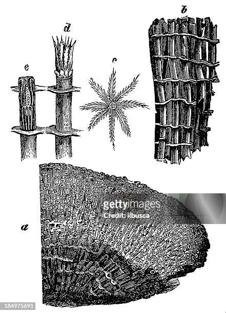stockillustraties, clipart, cartoons en iconen met organ pipe coral (tubipora musica) - aged tube