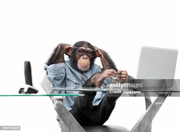 hombre de negocios en ropa chimpancé - monkey wearing glasses fotografías e imágenes de stock