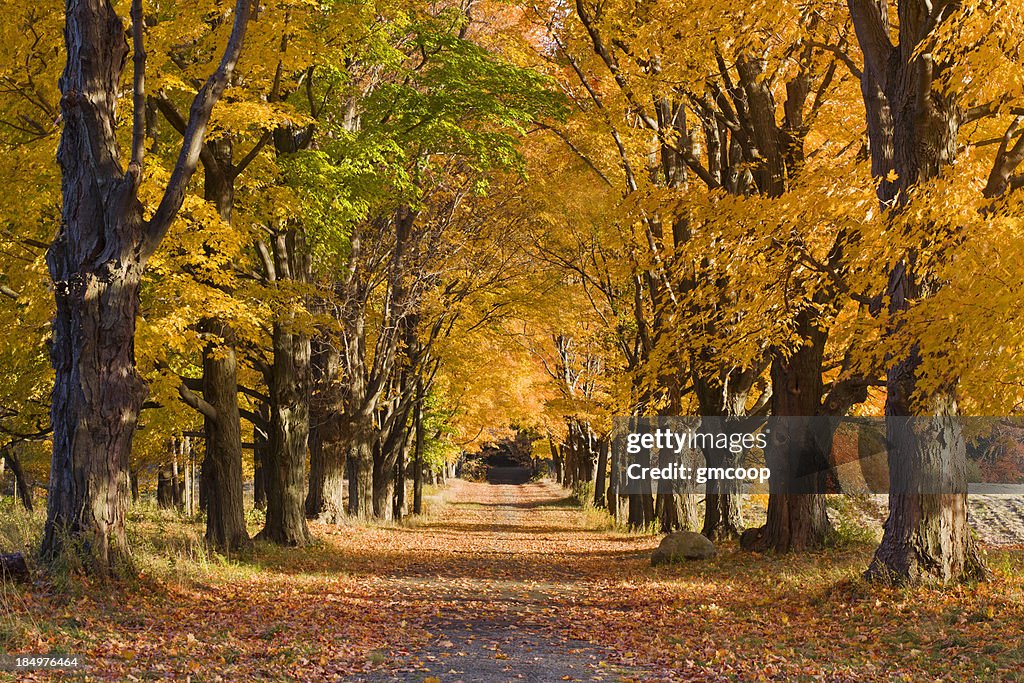 Four Seasons, Tree Ruelle à l'automne