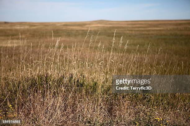 dakota do sul grandes planícies, alto grama pradaria campo no outono - grandes planícies imagens e fotografias de stock