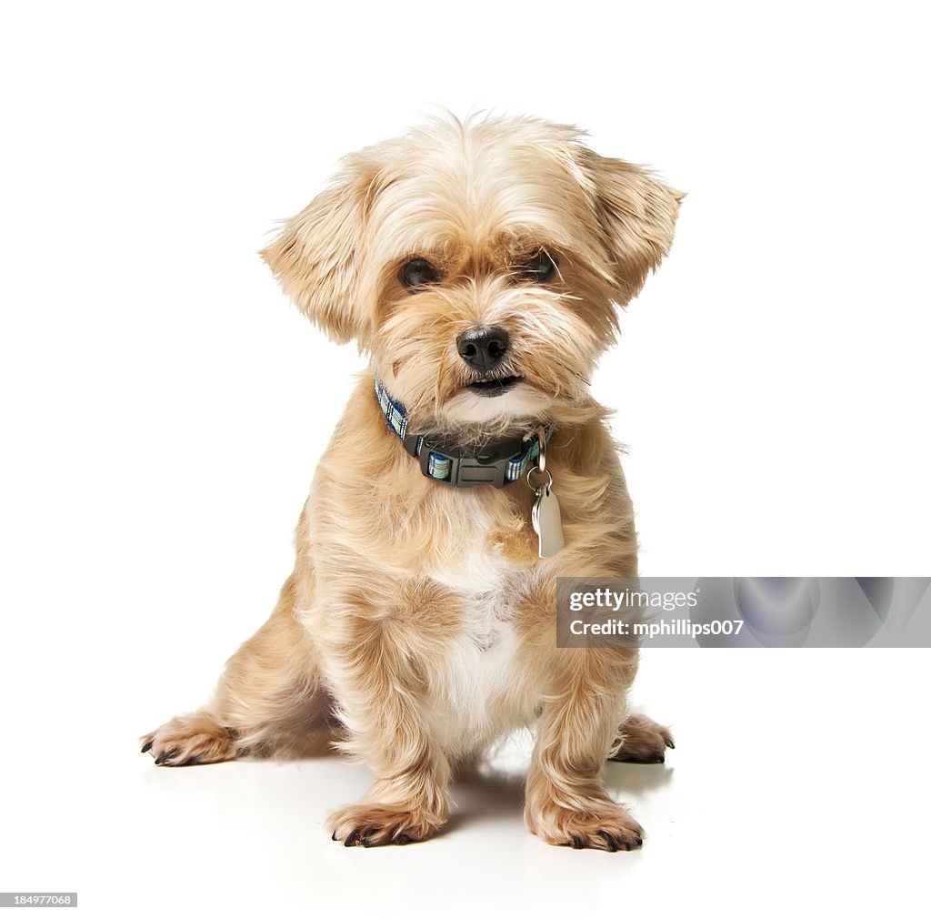 Shorkie