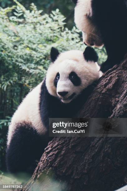 116 Smart Panda Stock Photos, High-Res Pictures, and Images