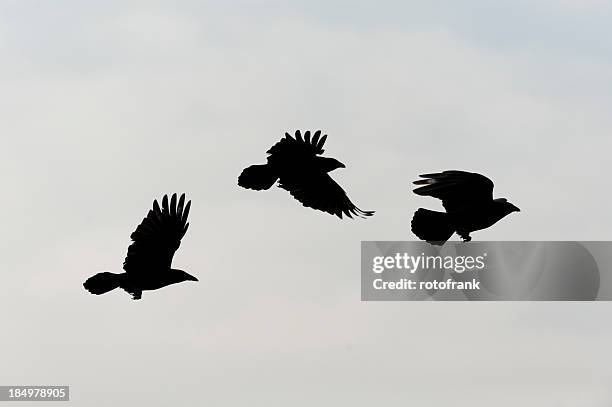 Common Crow In Flight 4,042 Crow In Flight Stock Photos, High-Res Pictures, and Images ...