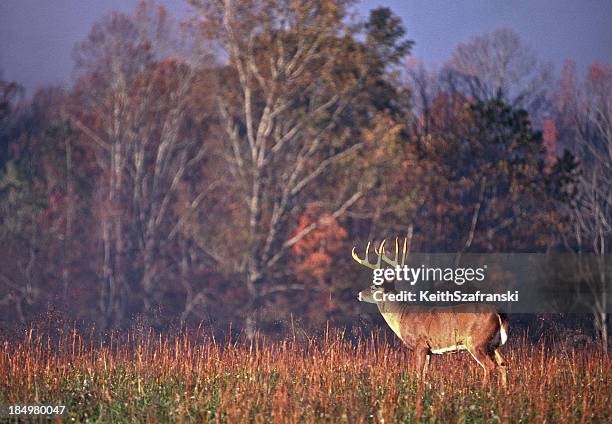 whitetail buck scannen field - white tailed deer stock-fotos und bilder