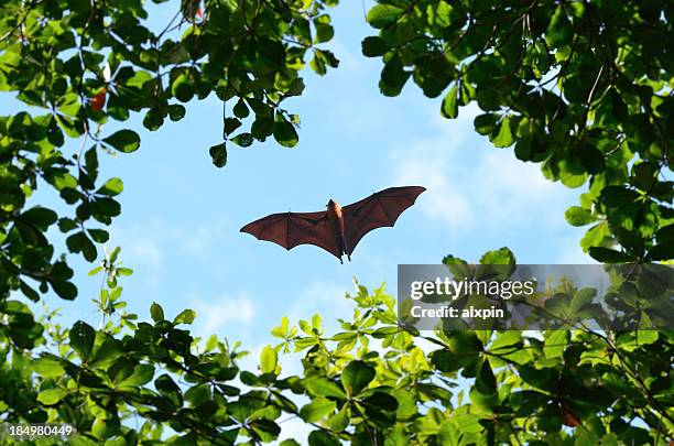 flying fox - bats flying stock pictures, royalty-free photos & images