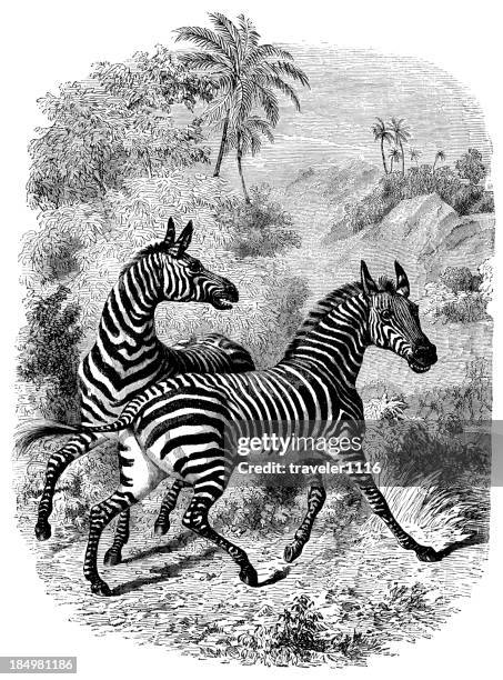 stockillustraties, clipart, cartoons en iconen met zebras - zebra