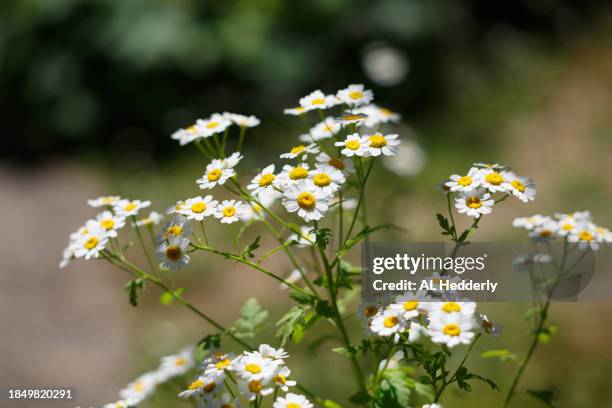 close-up of feverfew flowers - chrysanthemum parthenium stock pictures, royalty-free photos & images