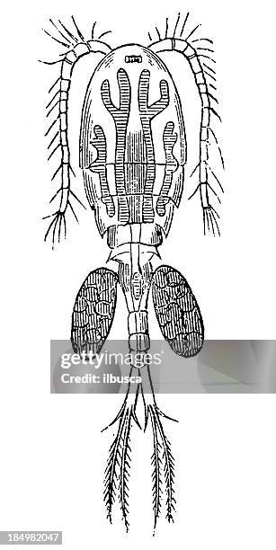 ilustrações de stock, clip art, desenhos animados e ícones de copépode de água doce (ciclope serrulatus - freshwater