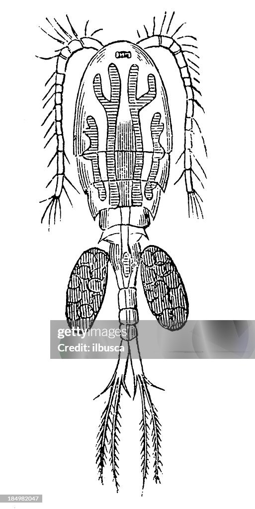 Freshwater Copepod (Cyclops Serrulatus)