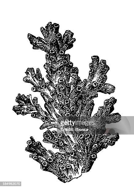 stockillustraties, clipart, cartoons en iconen met motherpora prolifera (lophelia pertusa) - koraal